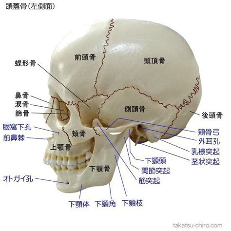 項骨